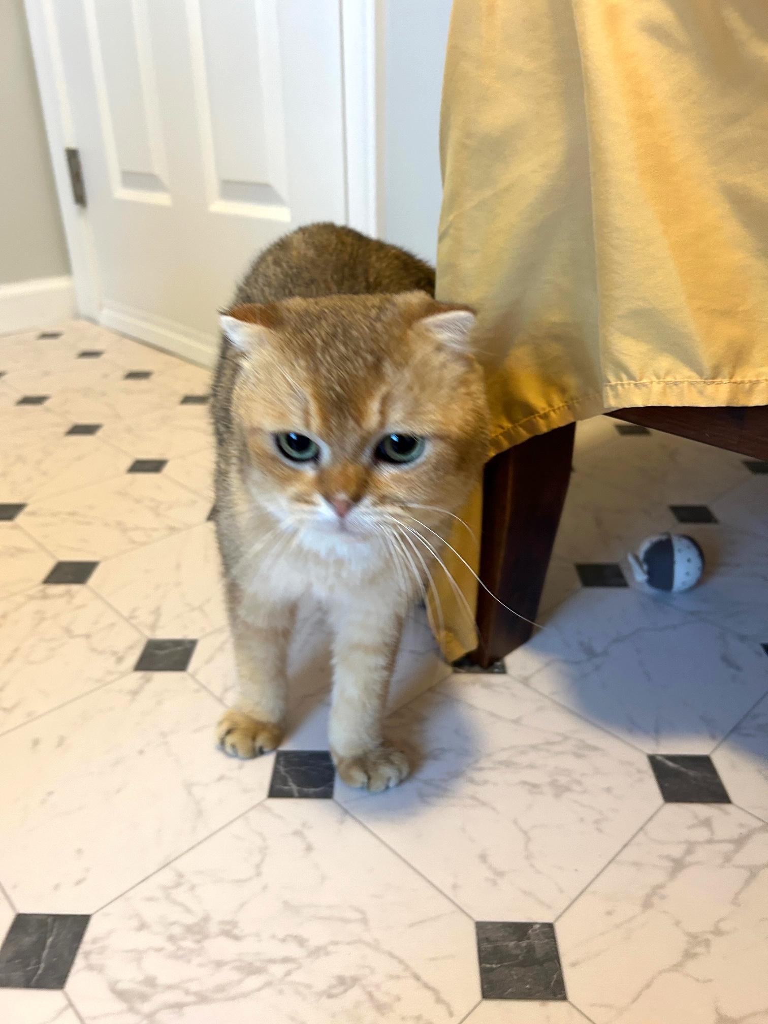 Boris, a Adopted mixed breed in Lancaster, PA image 4/4