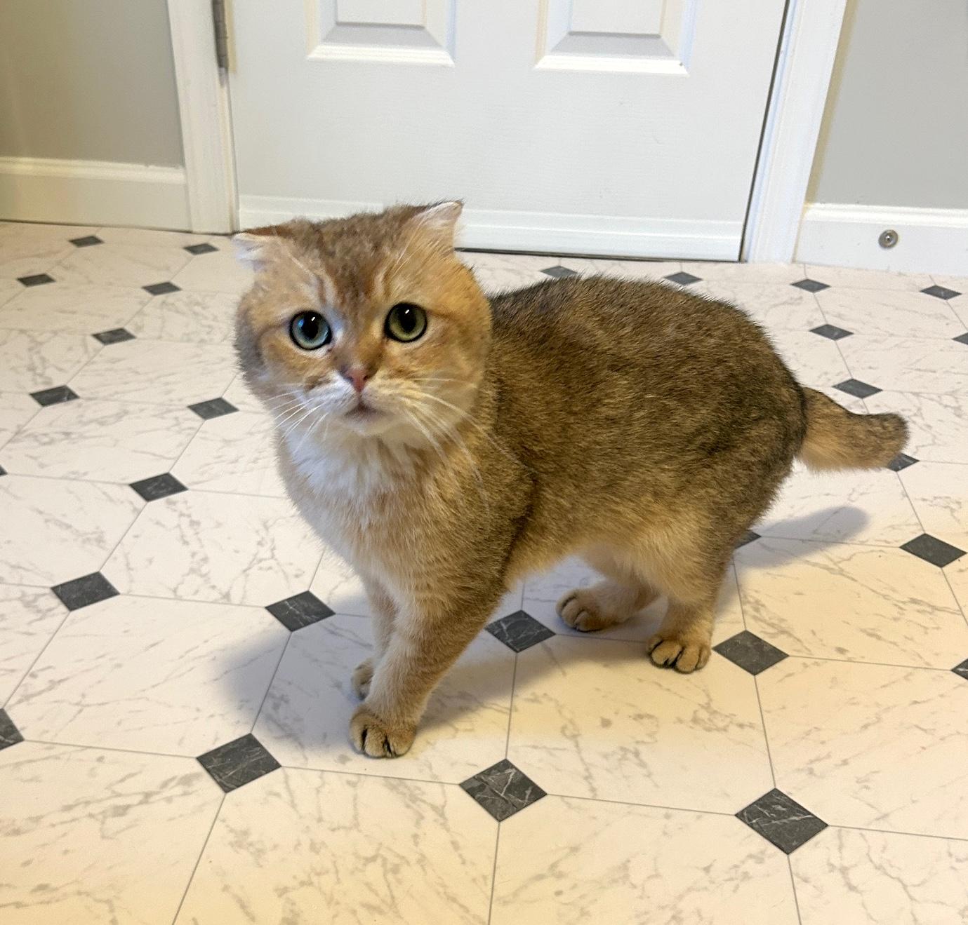 Boris, Adopted, Adult Male Scottish Fold & British Shorthair.