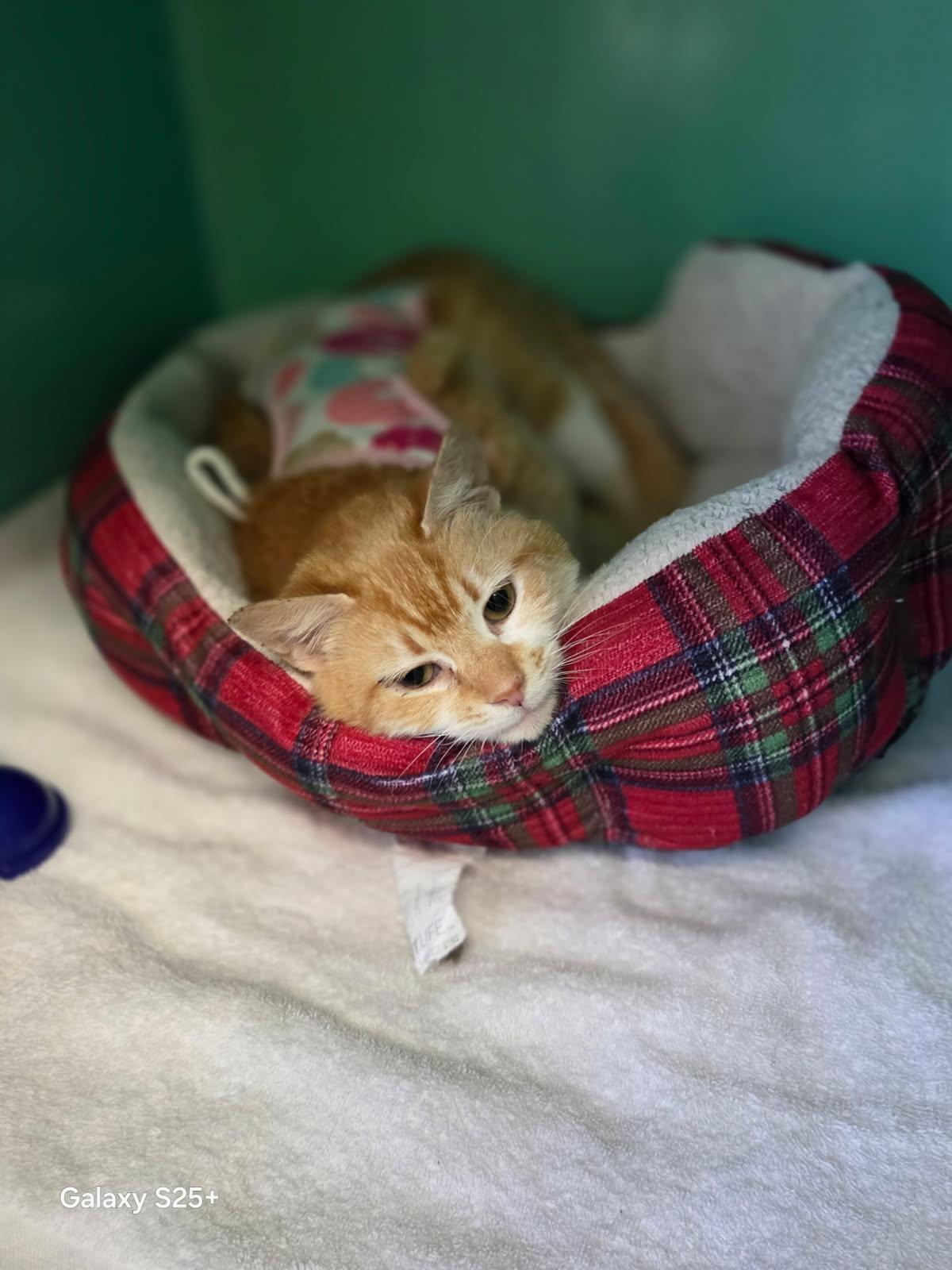 Valencia, ADOPTABLE, Young Female Tabby.