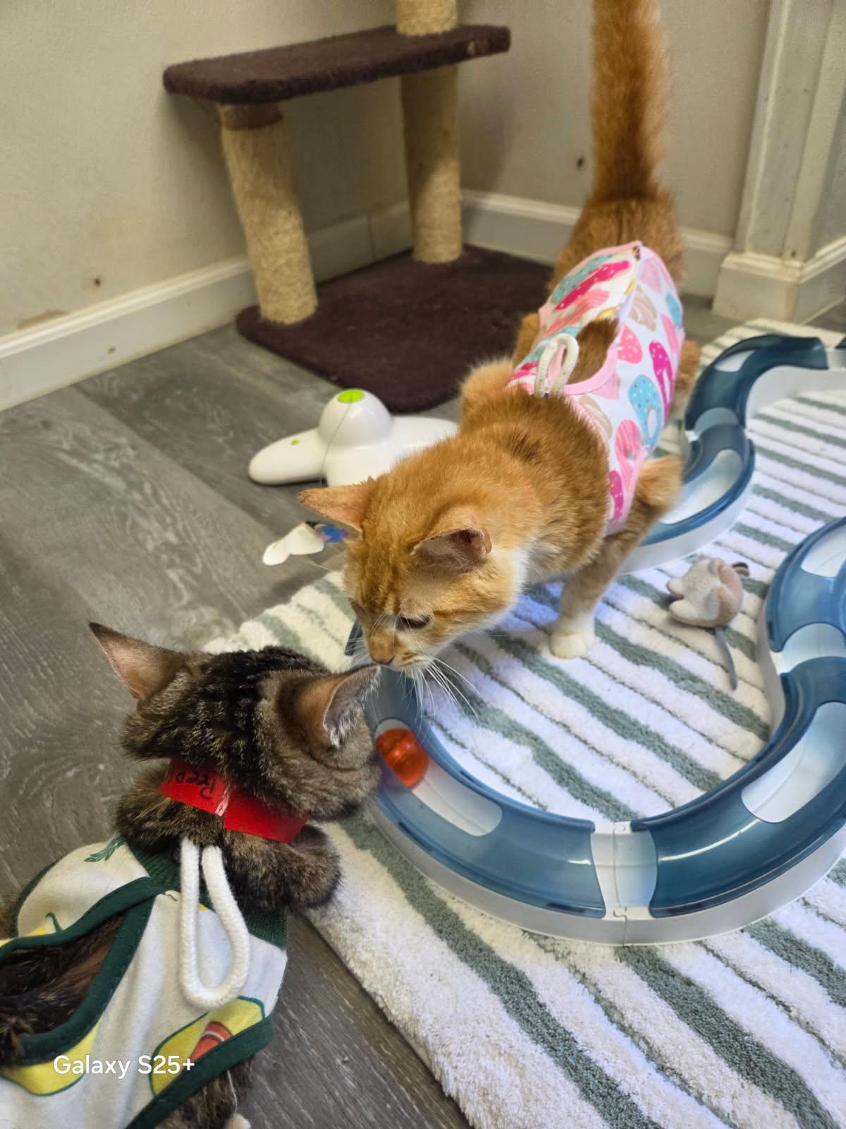 Enlarge Valencia, a ADOPTABLE Tabby in Crescent City, CA image 2/3