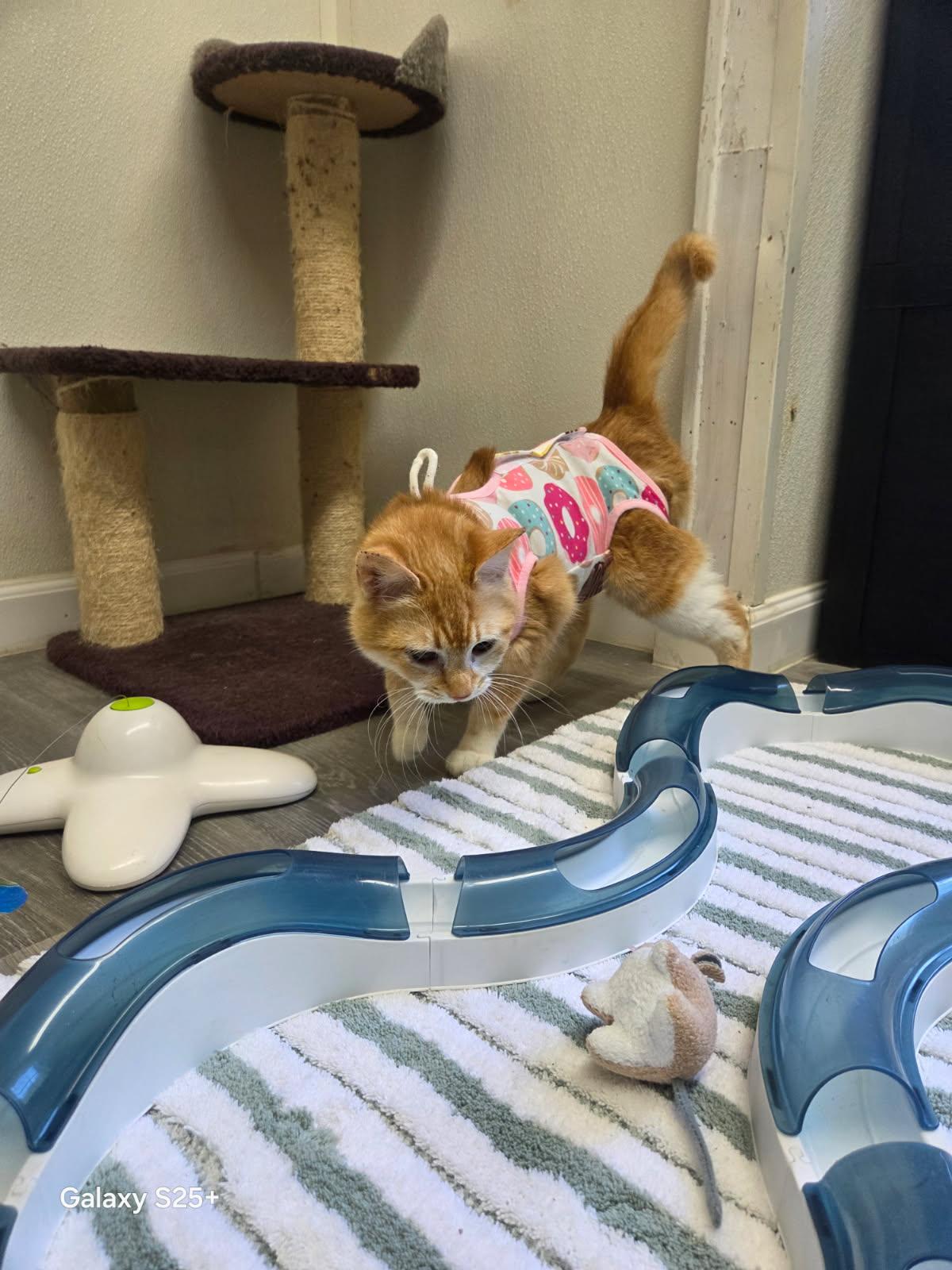 Enlarge Valencia, a ADOPTABLE Tabby in Crescent City, CA image 3/3