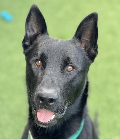 Enlarge Gustave, a ADOPTABLE mixed breed in Sacramento, CA image 1/4