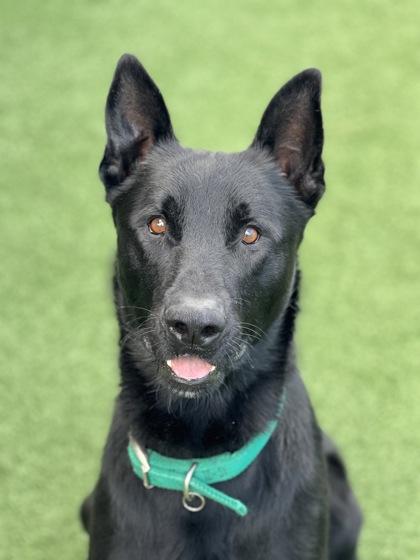 Enlarge Gustave, a ADOPTABLE mixed breed in Sacramento, CA image 3/4