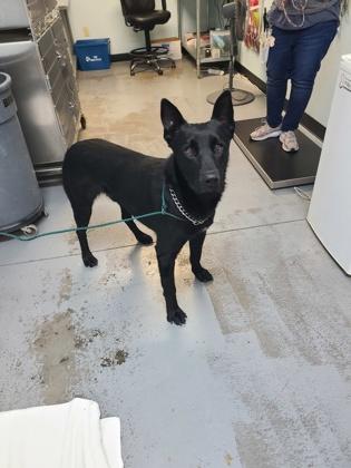 Enlarge Gustave, a ADOPTABLE mixed breed in Sacramento, CA image 4/4