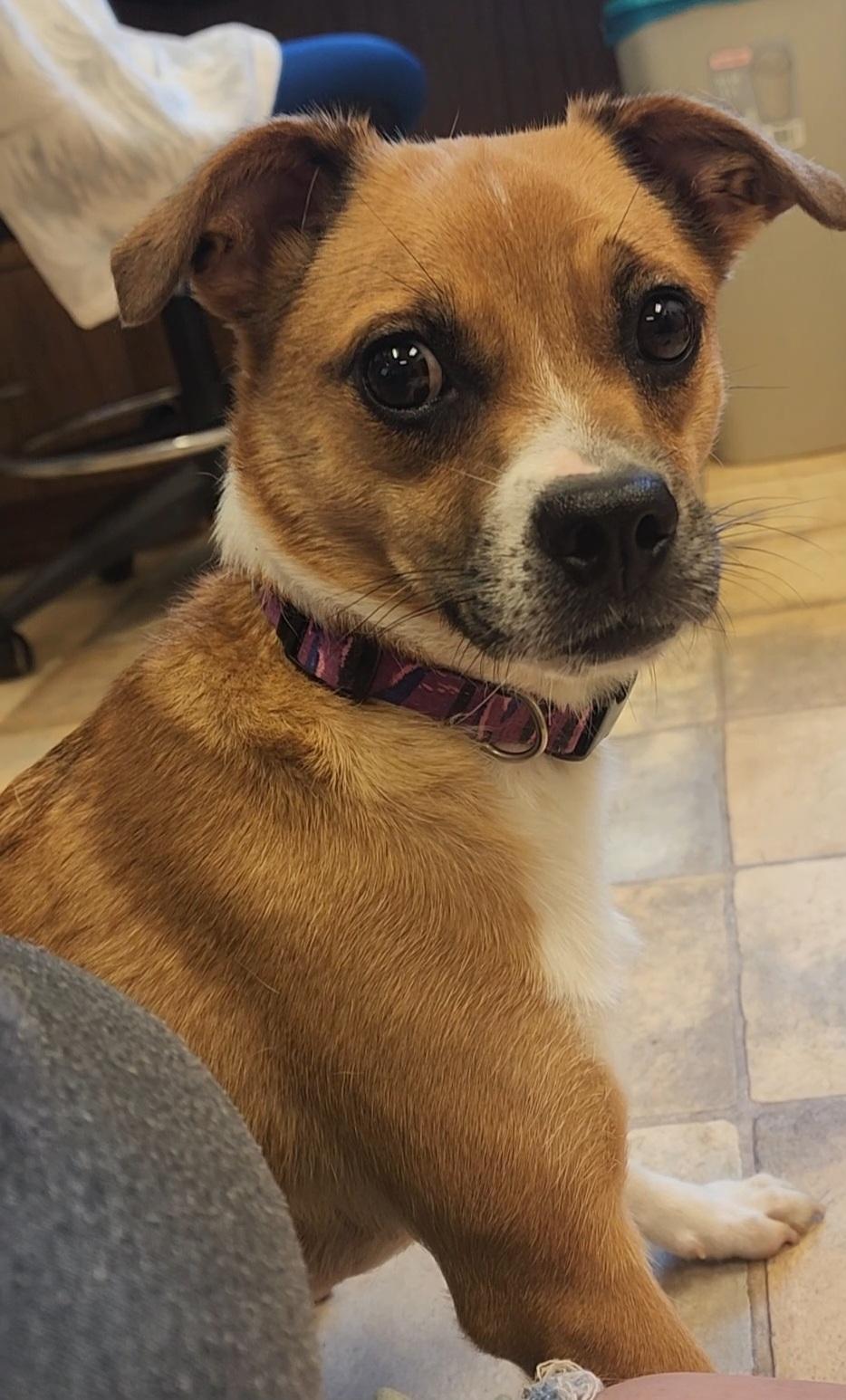 Holly, ADOPTABLE, Young Female Mixed Breed.