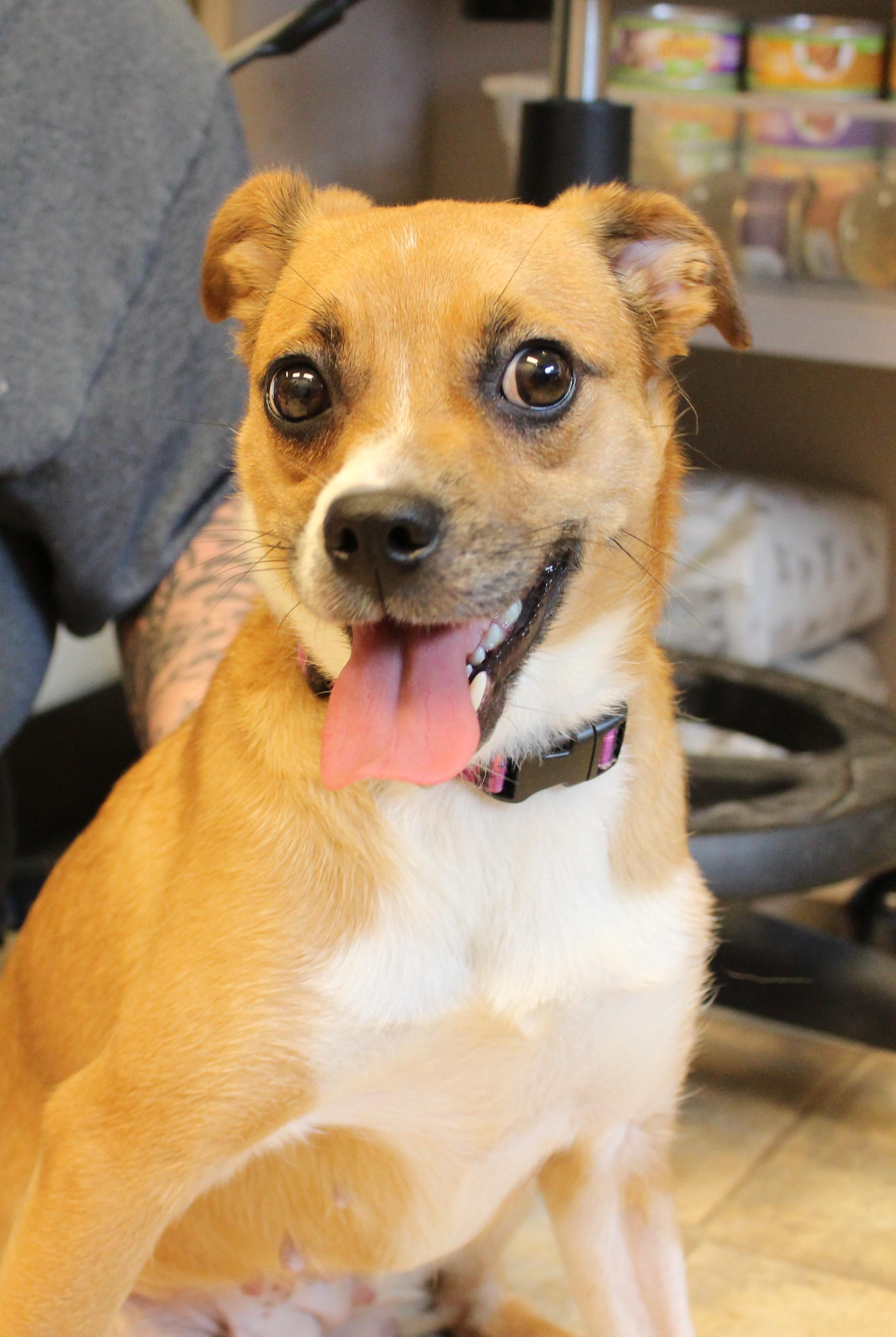 Holly, a ADOPTABLE Mixed Breed in Neillsville, WI image 4/4