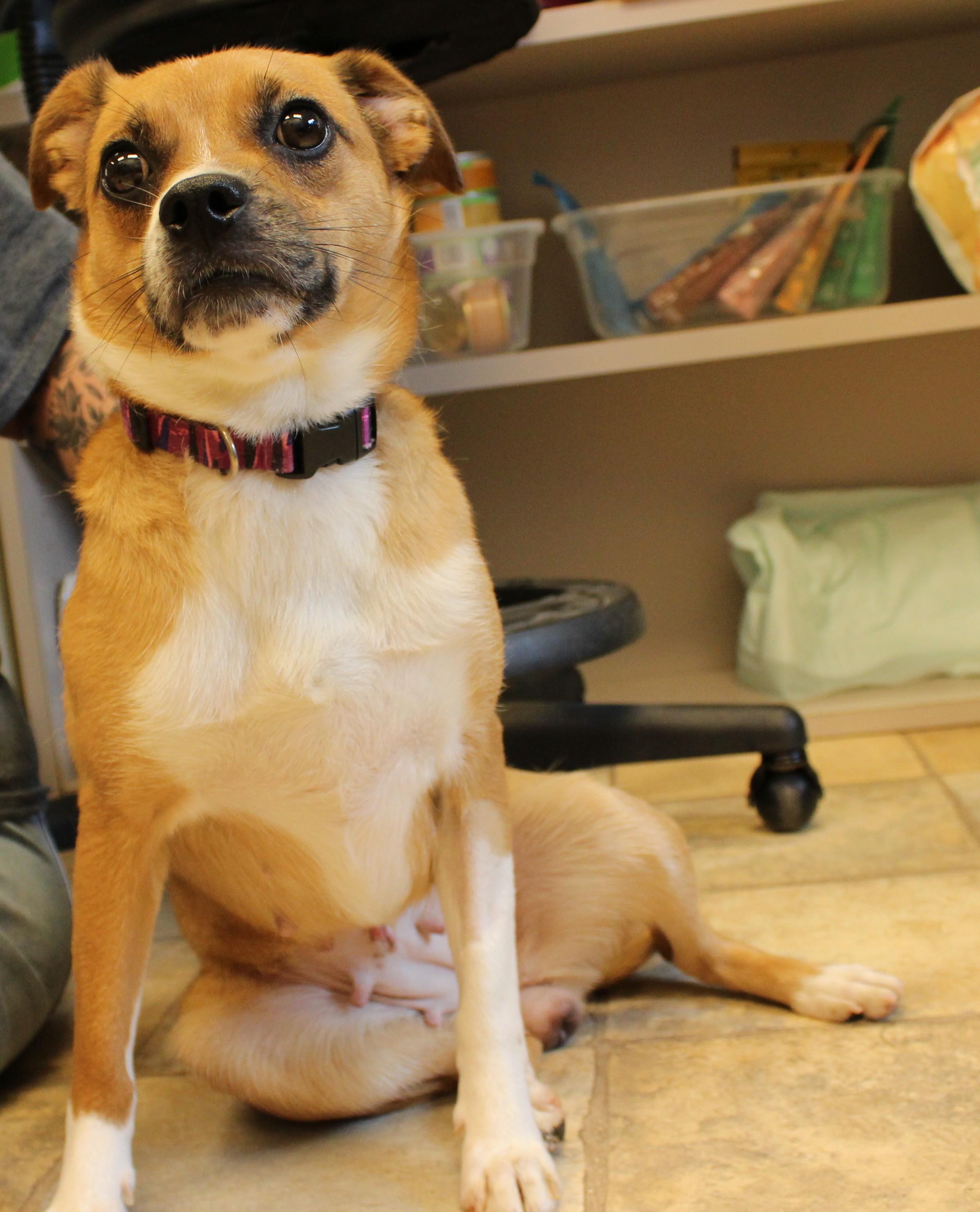Holly, a ADOPTABLE Mixed Breed in Neillsville, WI image 2/4