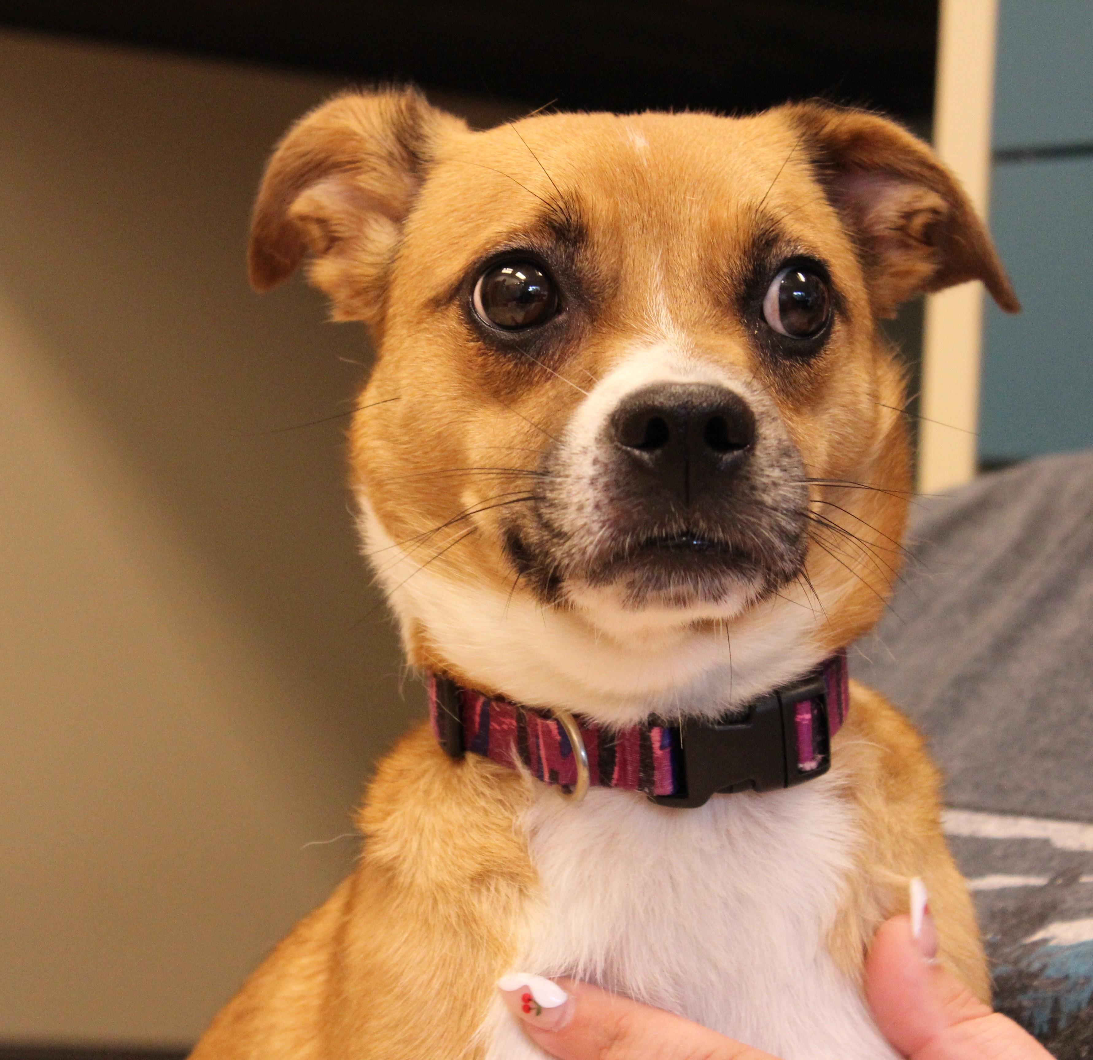 Holly, a ADOPTABLE Mixed Breed in Neillsville, WI image 3/4