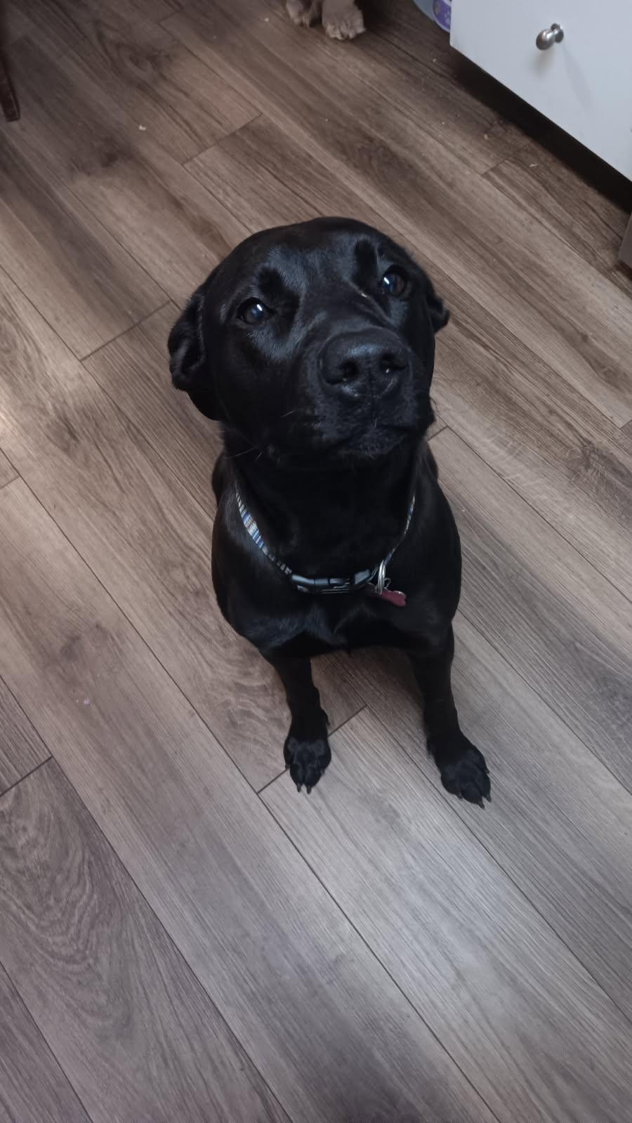 Raven, Adoptable, Young Female Black Labrador Retriever.