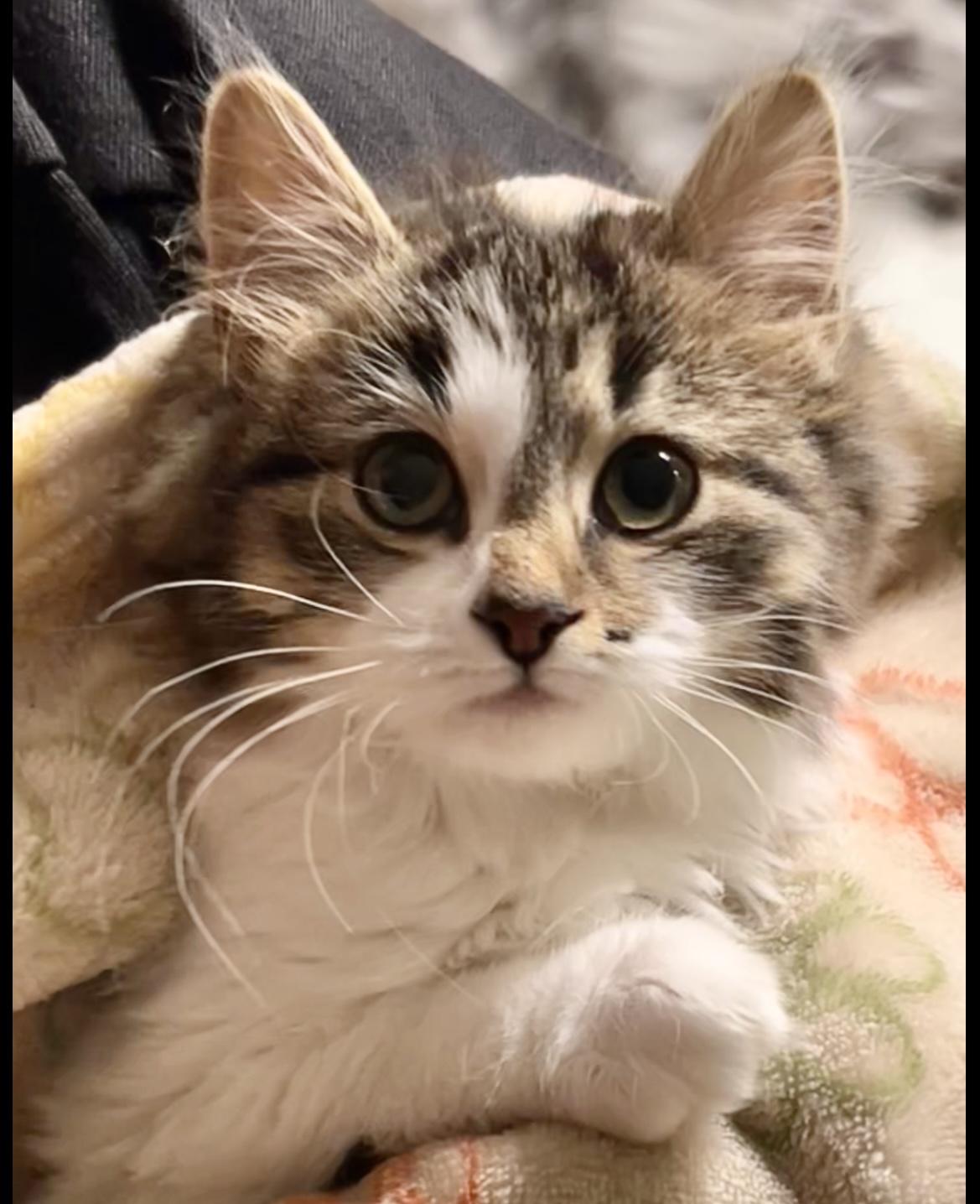 Enlarge Belle, a ADOPTABLE mixed breed in Allentown, NJ image 2/3