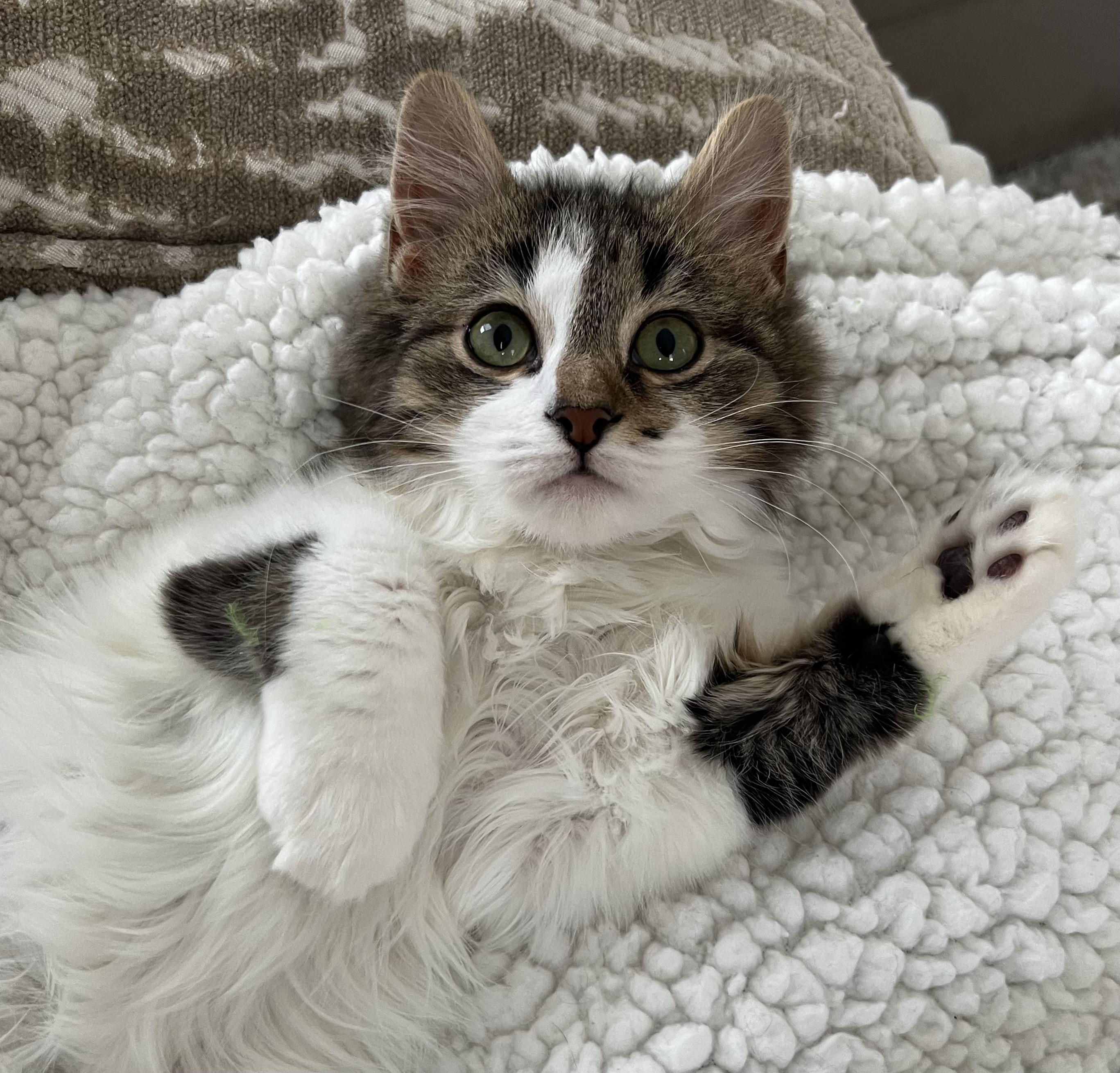 Enlarge Belle, an adopted mixed breed in Allentown, NJ image 2/4