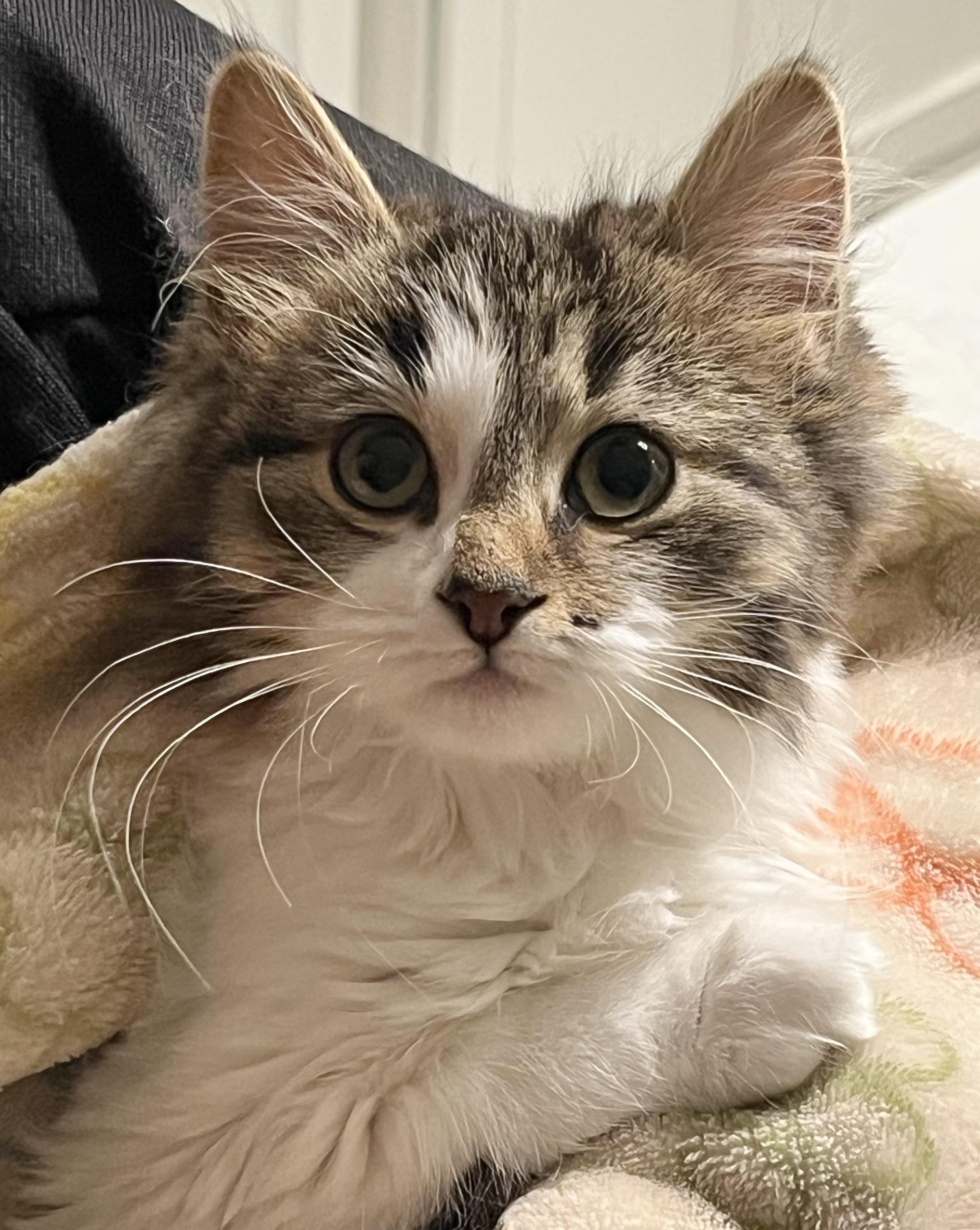 Belle, ADOPTABLE, Kitten Female Norwegian Forest Cat & Domestic Long Hair.
