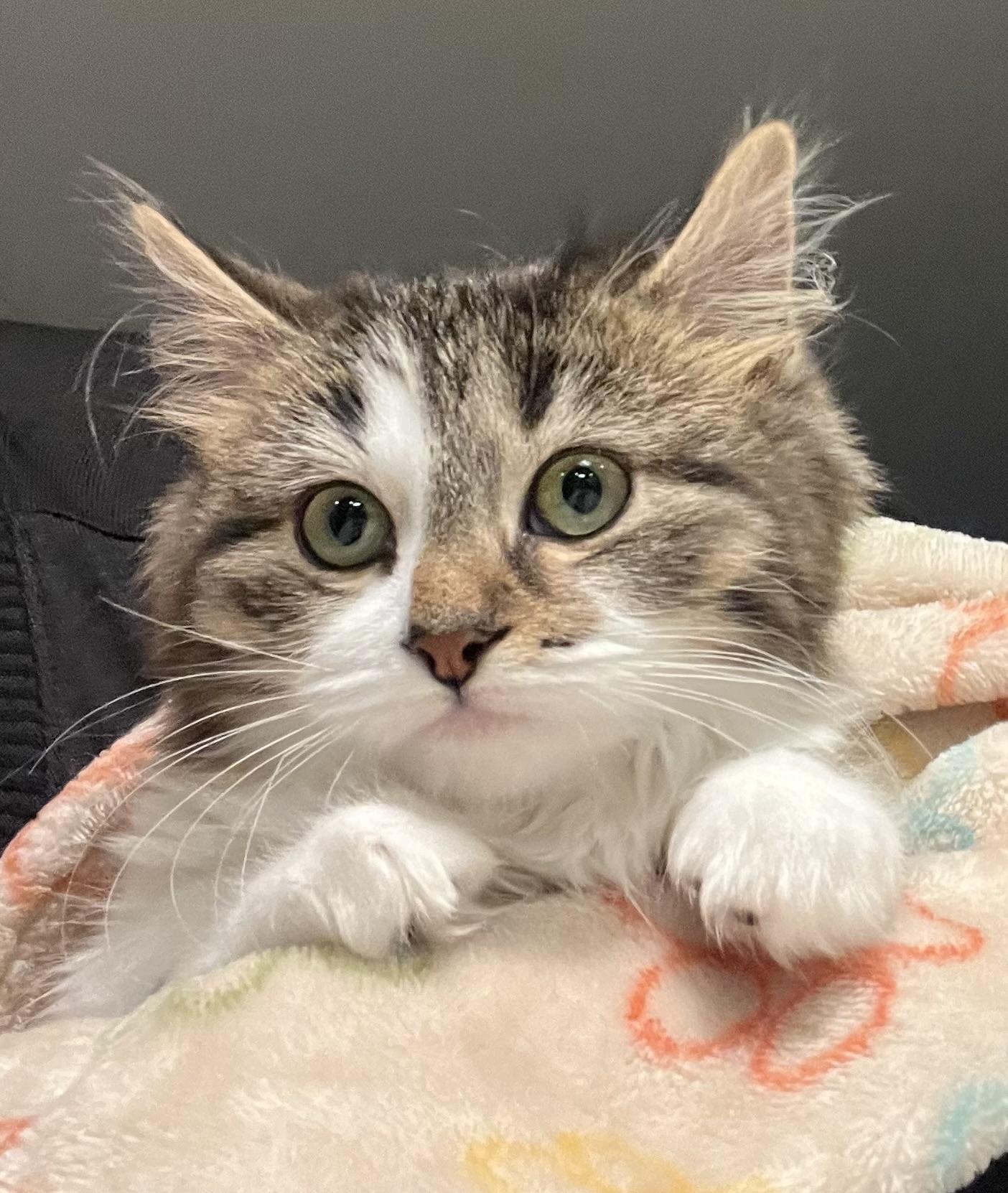 Enlarge Belle, a ADOPTABLE mixed breed in Allentown, NJ image 3/3