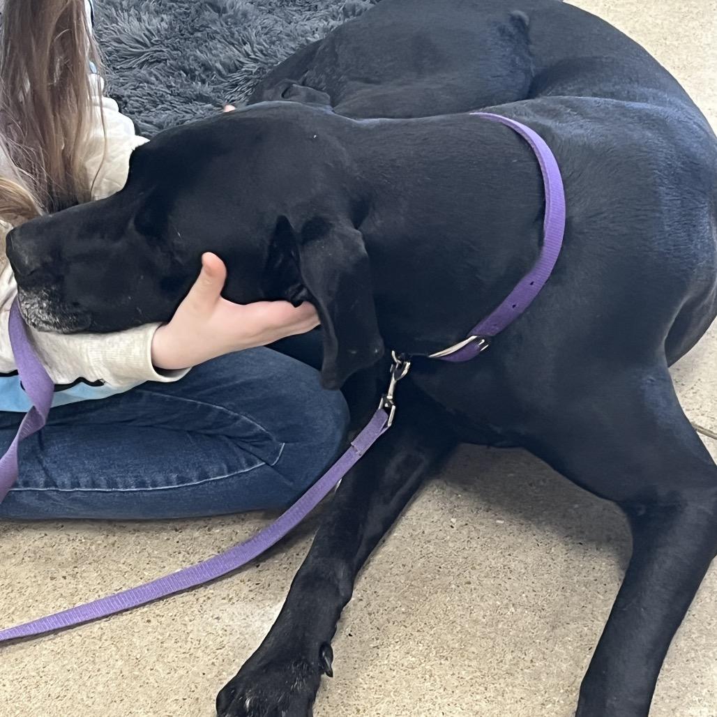 Enlarge Moose, a Adoptable Great Dane in Pittsburg, KS image 1/5