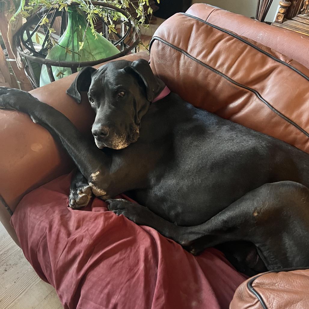 Enlarge Moose, a Adoptable Great Dane in Pittsburg, KS image 2/5