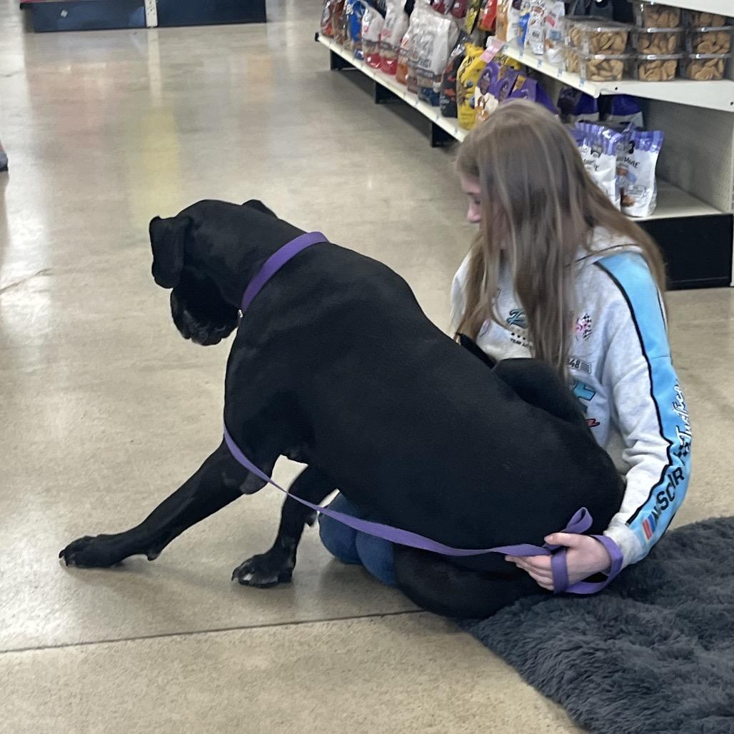Enlarge Moose, a Adoptable Great Dane in Pittsburg, KS image 3/5