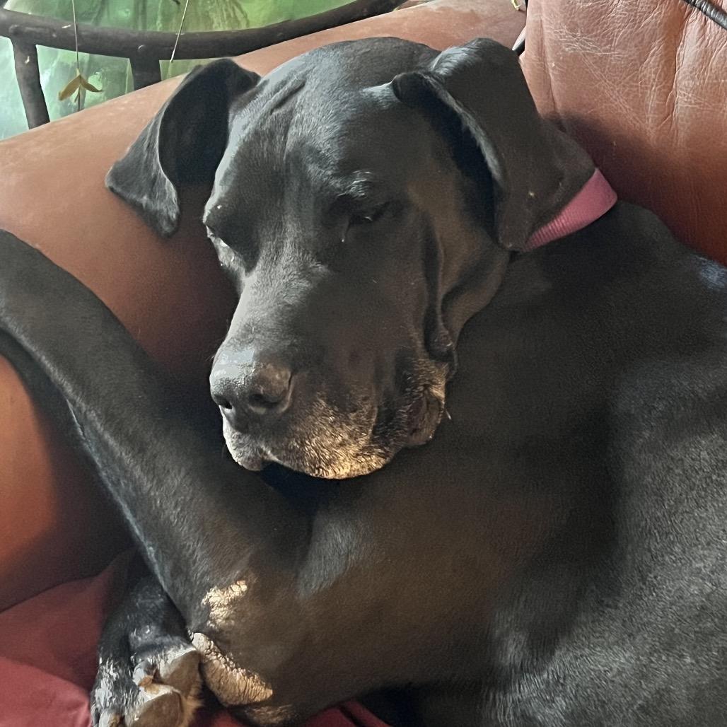 Enlarge Moose, a Adoptable Great Dane in Pittsburg, KS image 5/5