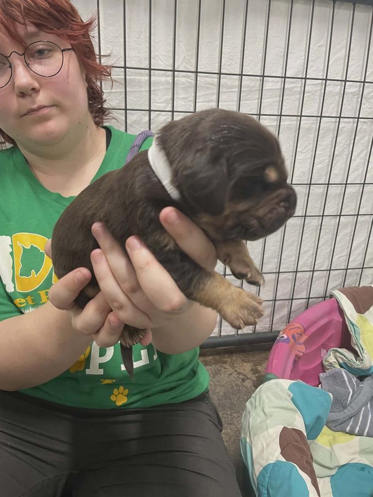 Enlarge Dean, a Adopted mixed breed in Evansville, IN image 1/2