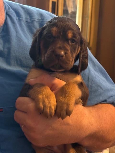 Enlarge Dean, a Adopted mixed breed in Evansville, IN image 2/2