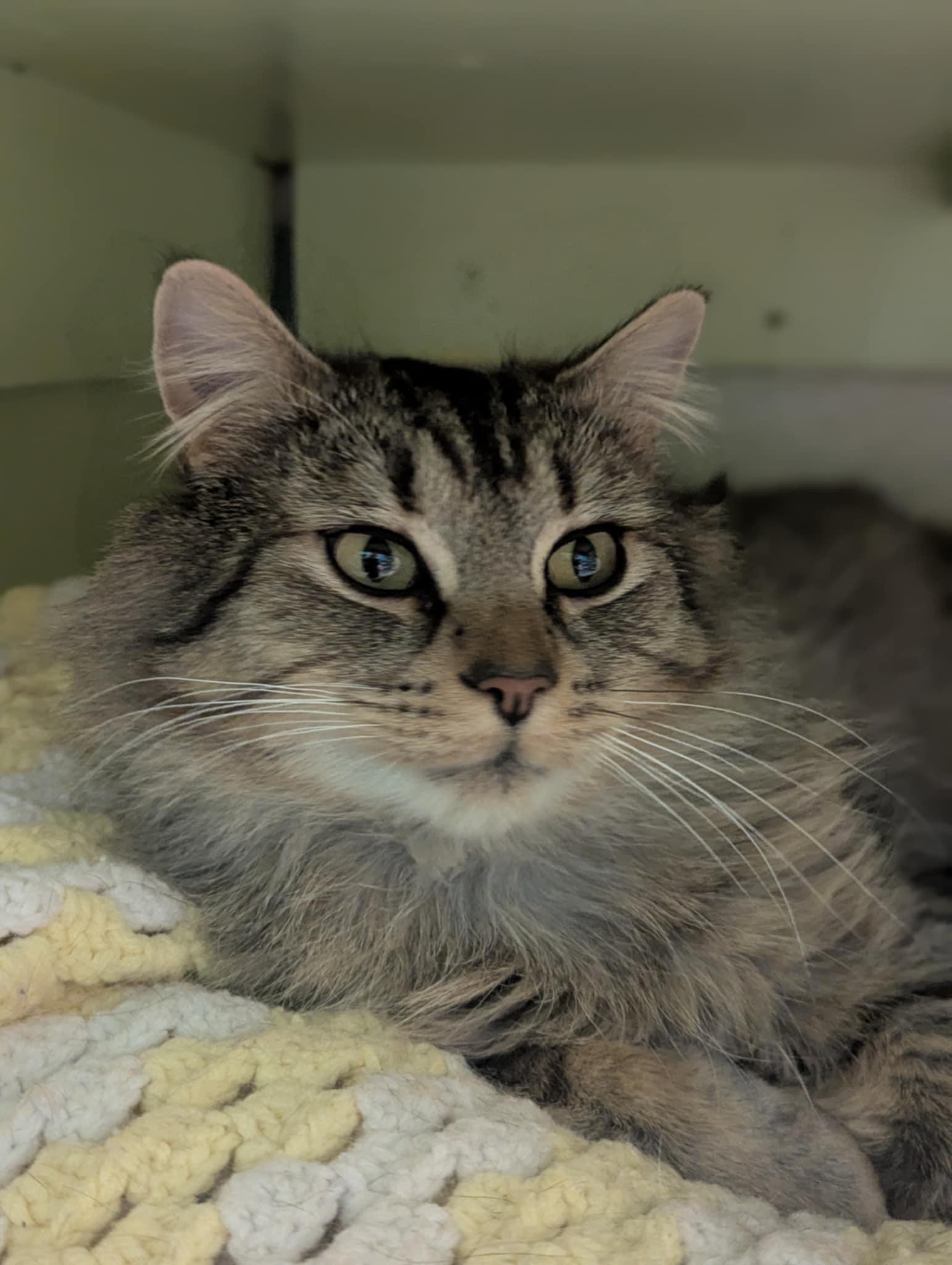 Griffin, a Adoptable Domestic Long Hair in Delhi, NY image 5/5