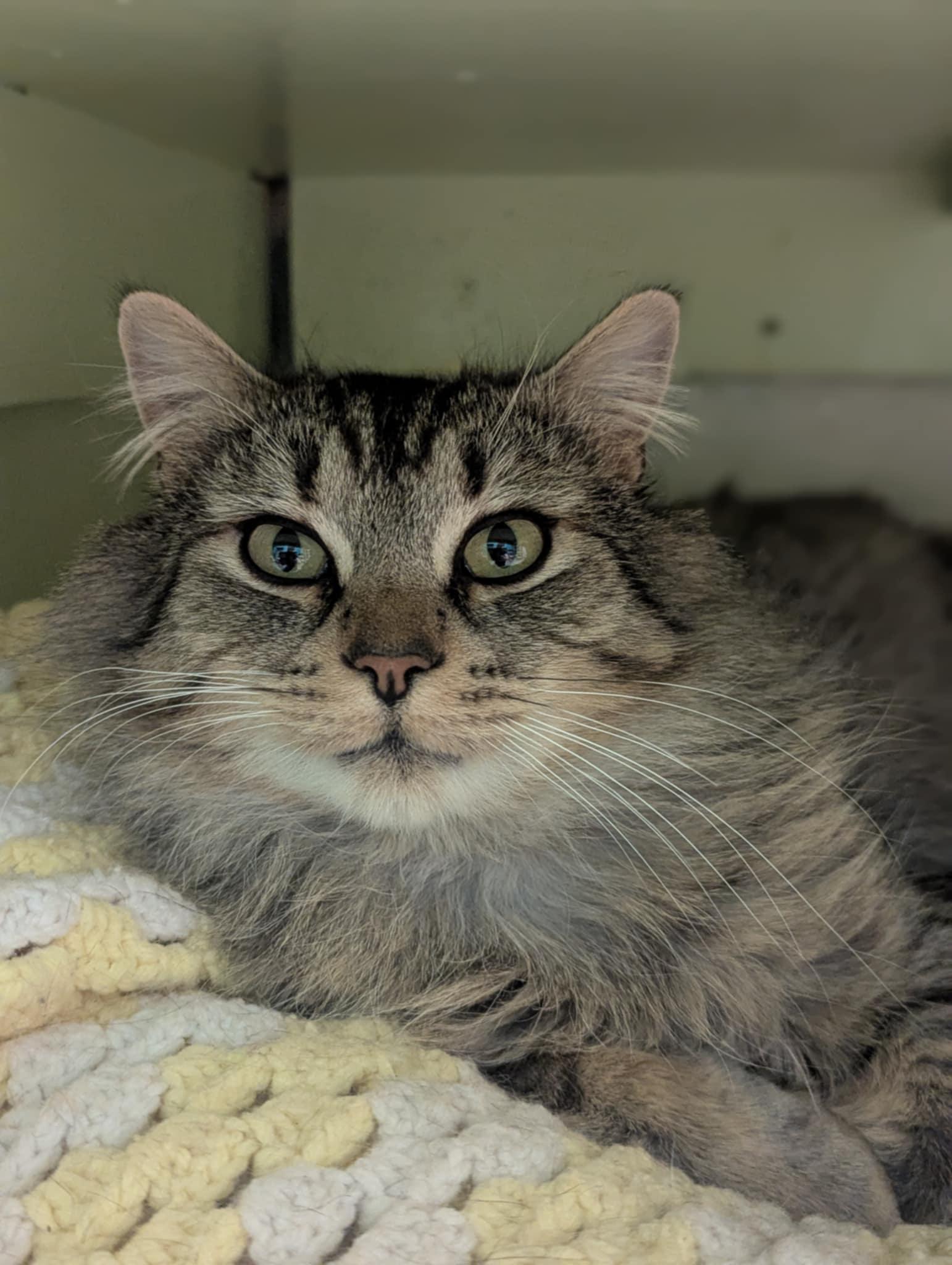 Griffin, a Adoptable Domestic Long Hair in Delhi, NY image 2/5