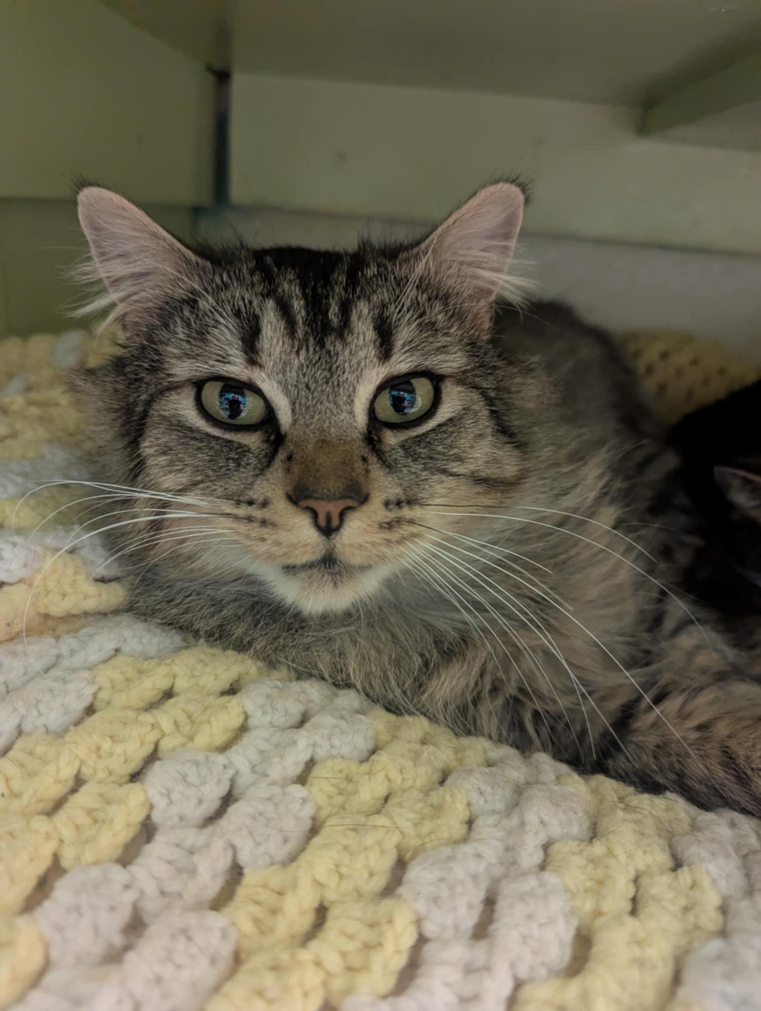 Griffin, a Adoptable Domestic Long Hair in Delhi, NY image 3/5