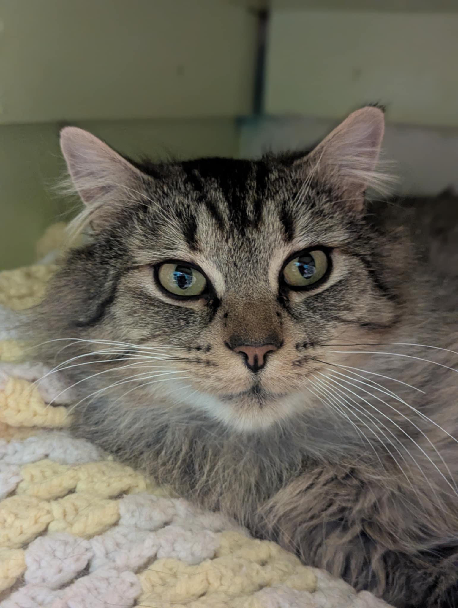 Griffin, a Adoptable Domestic Long Hair in Delhi, NY image 4/5