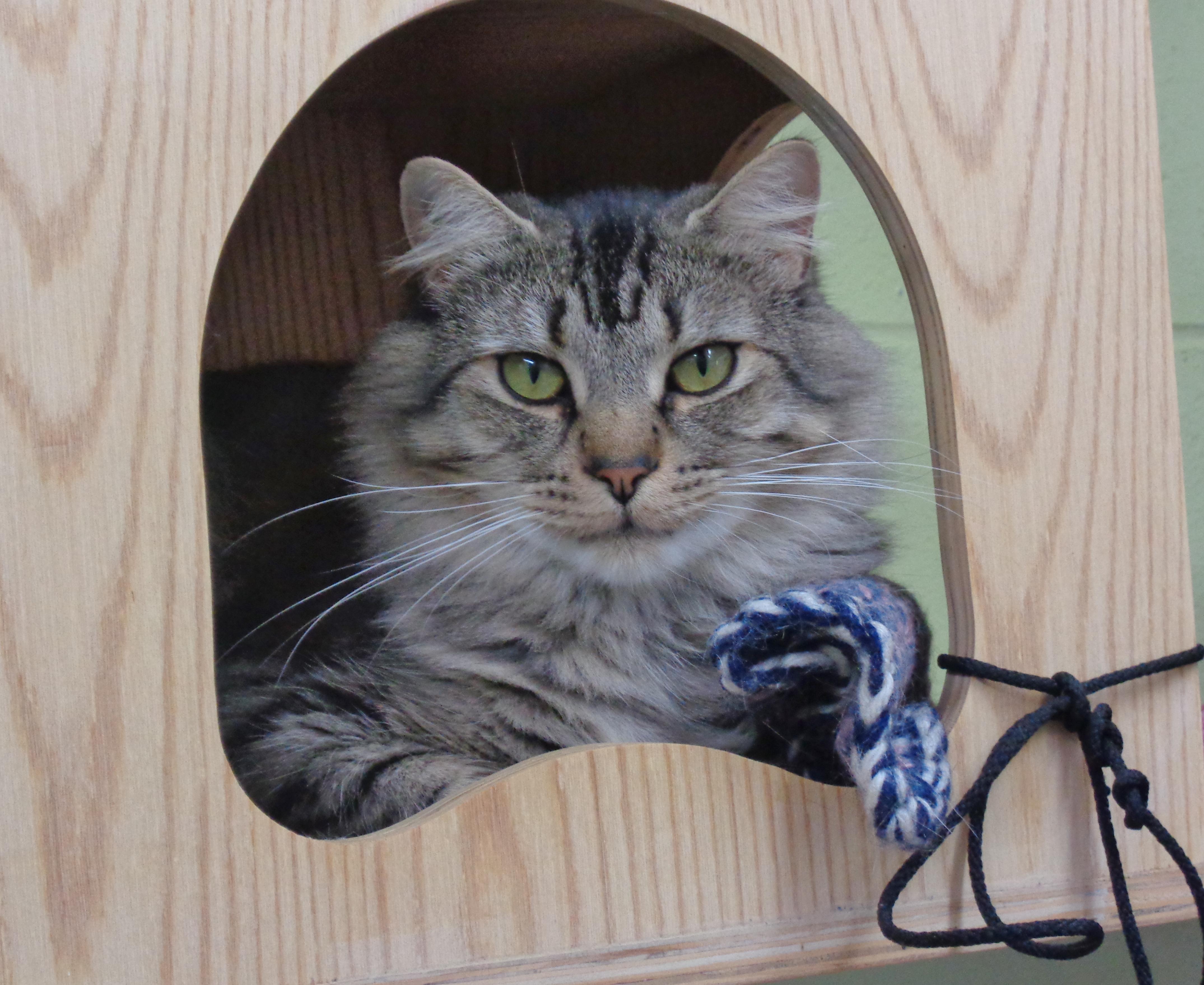 Griffin, a Adoptable Domestic Long Hair in Delhi, NY image 1/5
