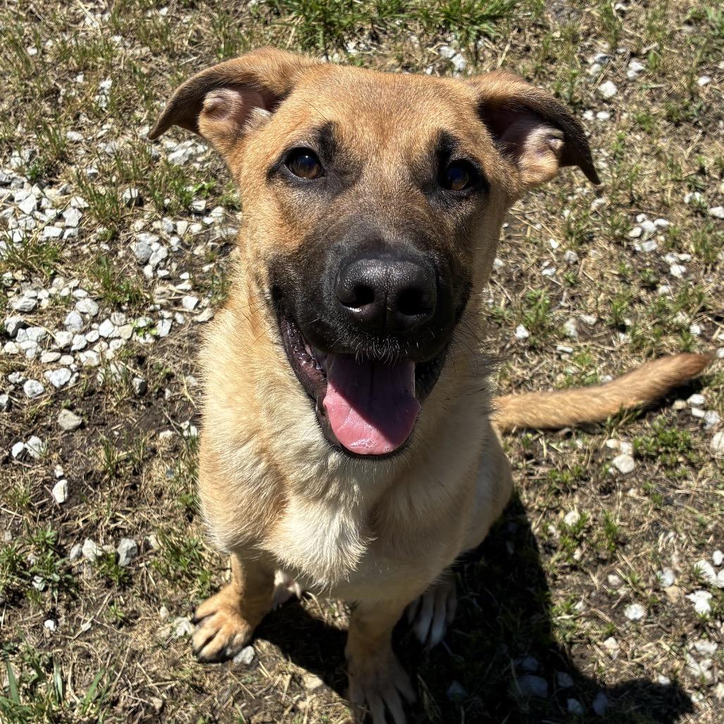 Enlarge Cola, a Adoptable Mixed Breed in Corbin, KY image 2/6