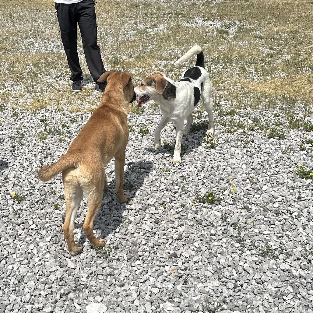 Enlarge Cola, a Adoptable Mixed Breed in Corbin, KY image 3/6