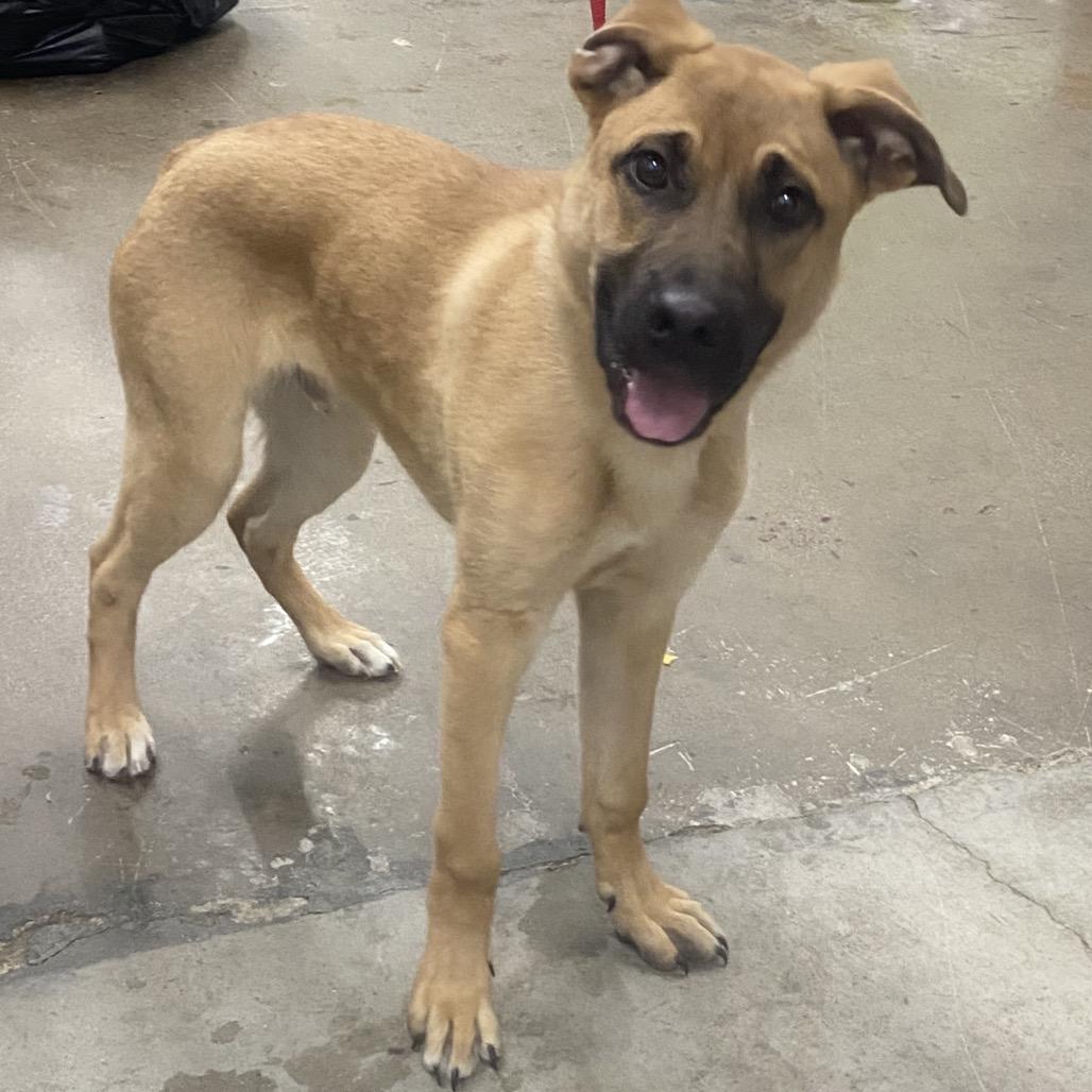 Enlarge Cola, a Adoptable Mixed Breed in Corbin, KY image 4/6