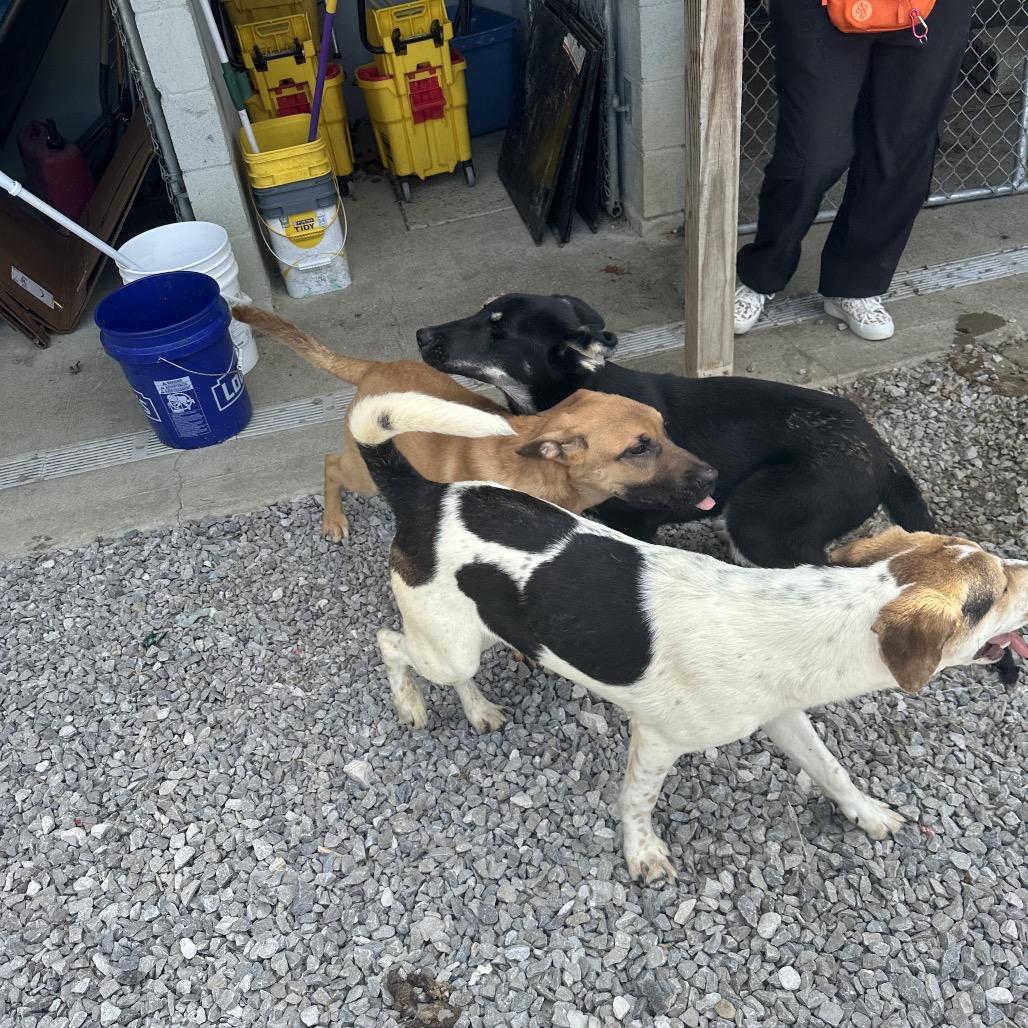 Enlarge Cola, a Adoptable Mixed Breed in Corbin, KY image 5/6