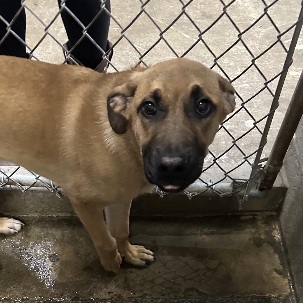 Enlarge Cola, a Adoptable Mixed Breed in Corbin, KY image 6/6