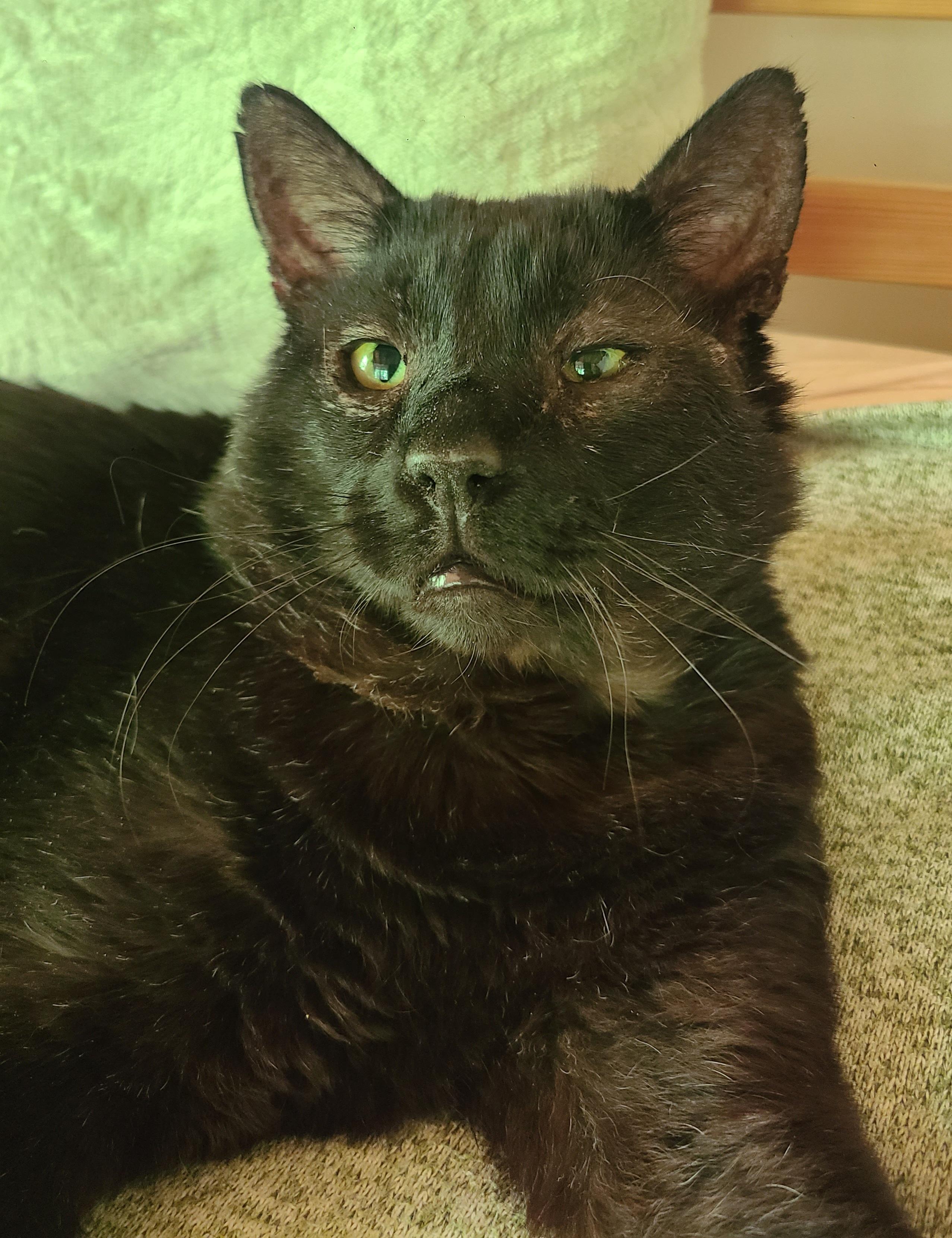 Enlarge Papa Bear, an adopted Domestic Short Hair in Ellijay, GA image 3/6
