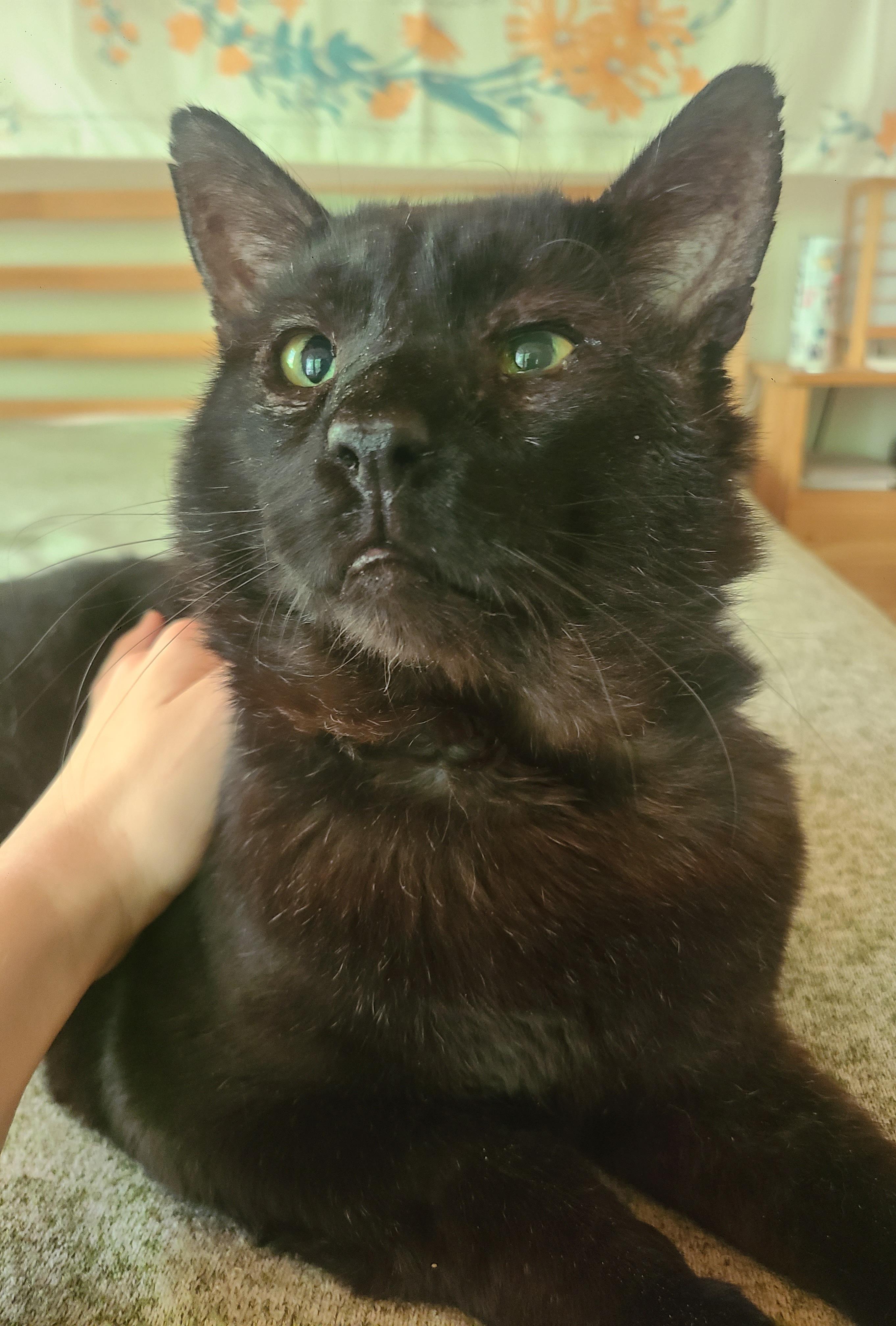 Papa Bear, adopted, Adult Male Domestic Short Hair.