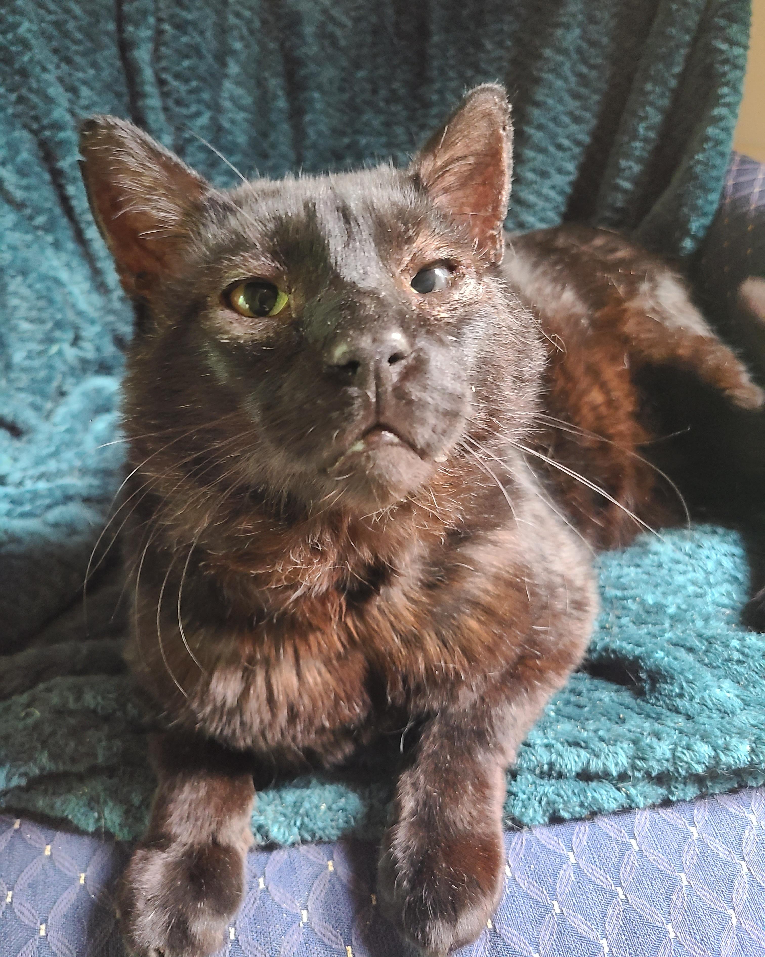 Enlarge Papa Bear, an adopted Domestic Short Hair in Ellijay, GA image 5/6