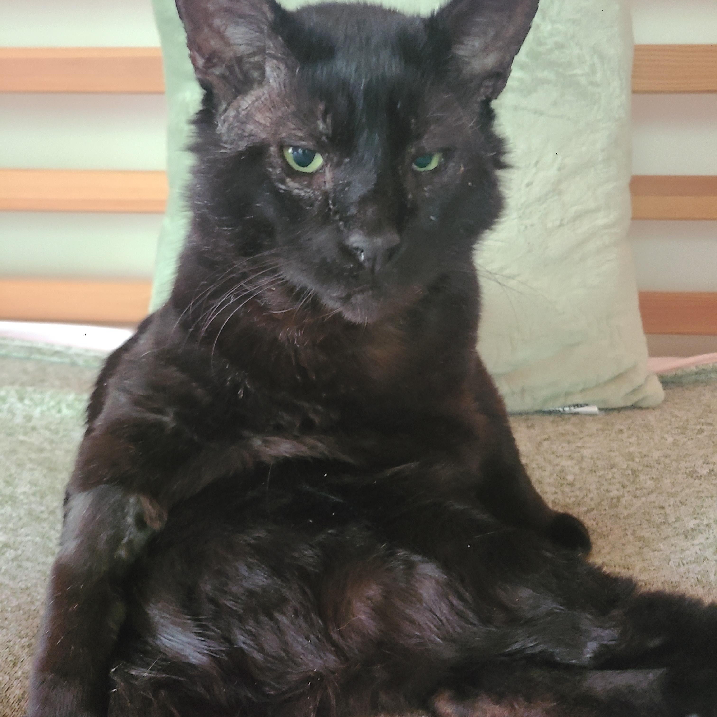 Enlarge Papa Bear, an adopted Domestic Short Hair in Ellijay, GA image 4/6