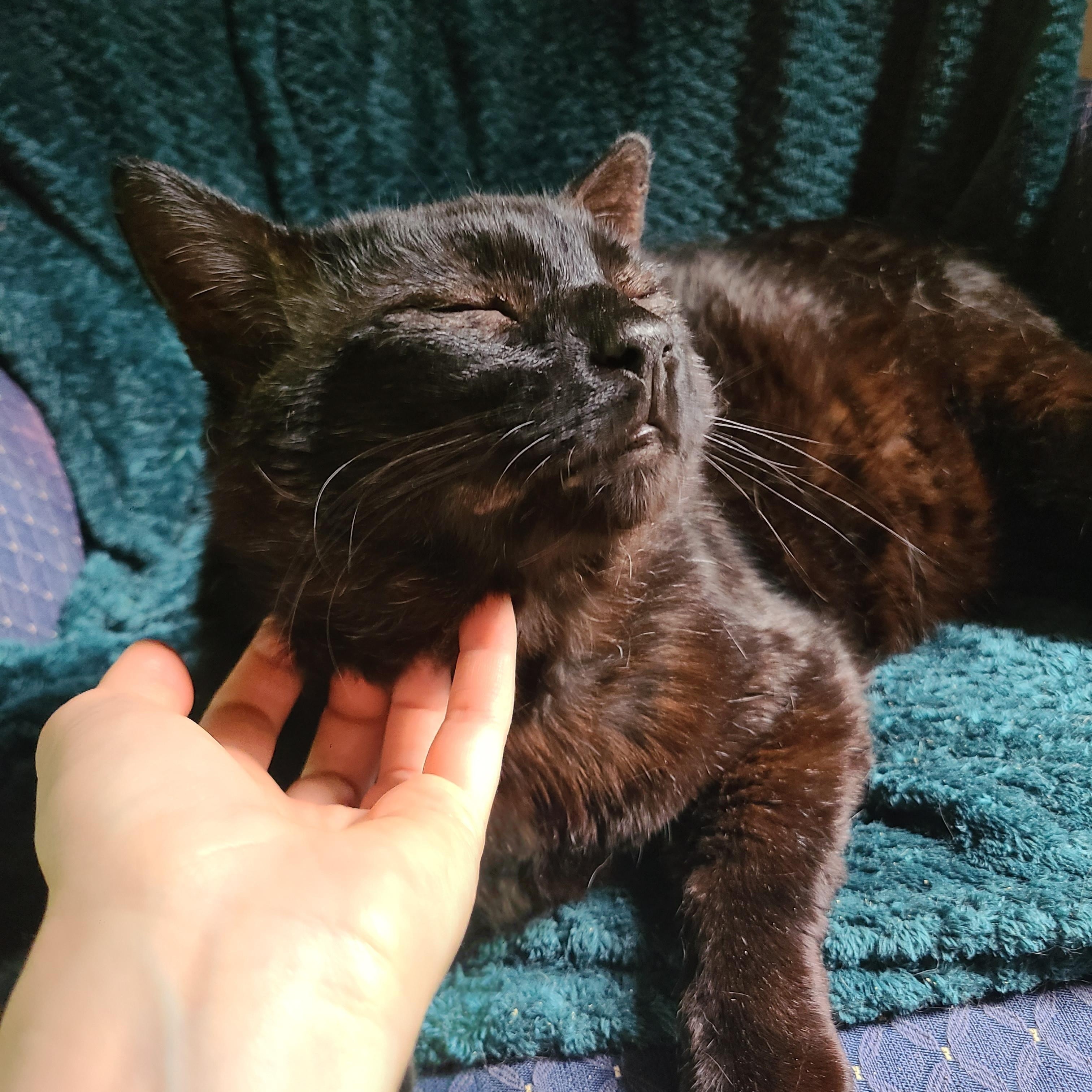 Enlarge Papa Bear, an adopted Domestic Short Hair in Ellijay, GA image 2/6