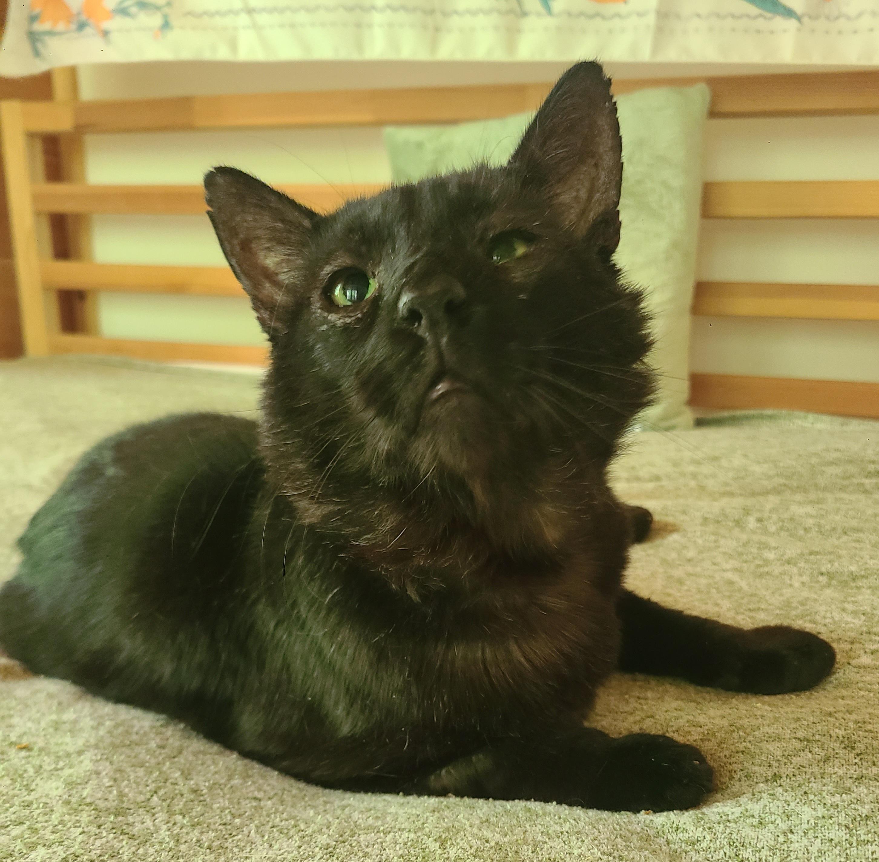 Enlarge Papa Bear, an adopted Domestic Short Hair in Ellijay, GA image 6/6