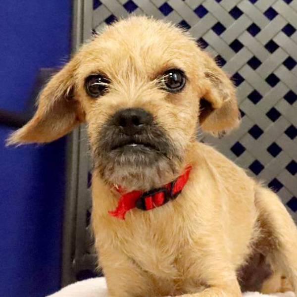 Gus, Adoptable, Puppy Male Terrier.