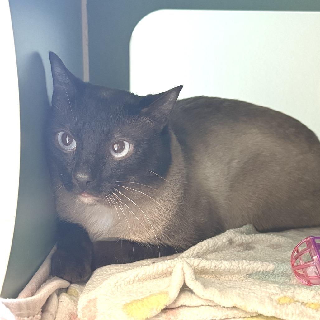 Handsome Jack, Adoptable, Adult Male Siamese.