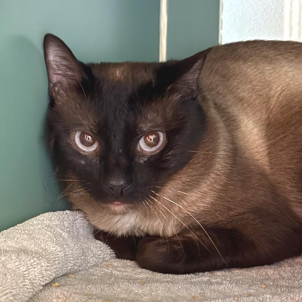 Handsome Jack, a Adoptable Siamese in Morrisville, VT image 2/2