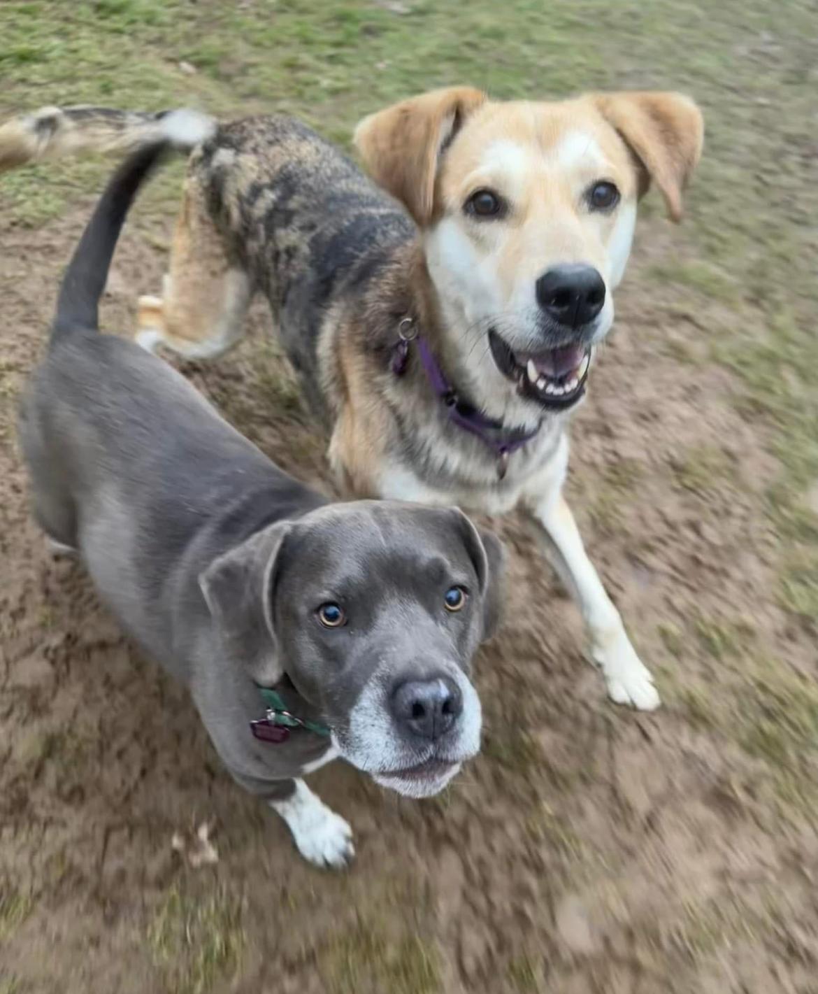 Bubba & Sandy, a Adoptable mixed breed in Wadsworth, OH image 2/5