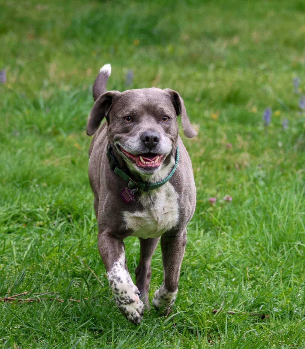 Bubba & Sandy, a Adoptable mixed breed in Wadsworth, OH image 4/5