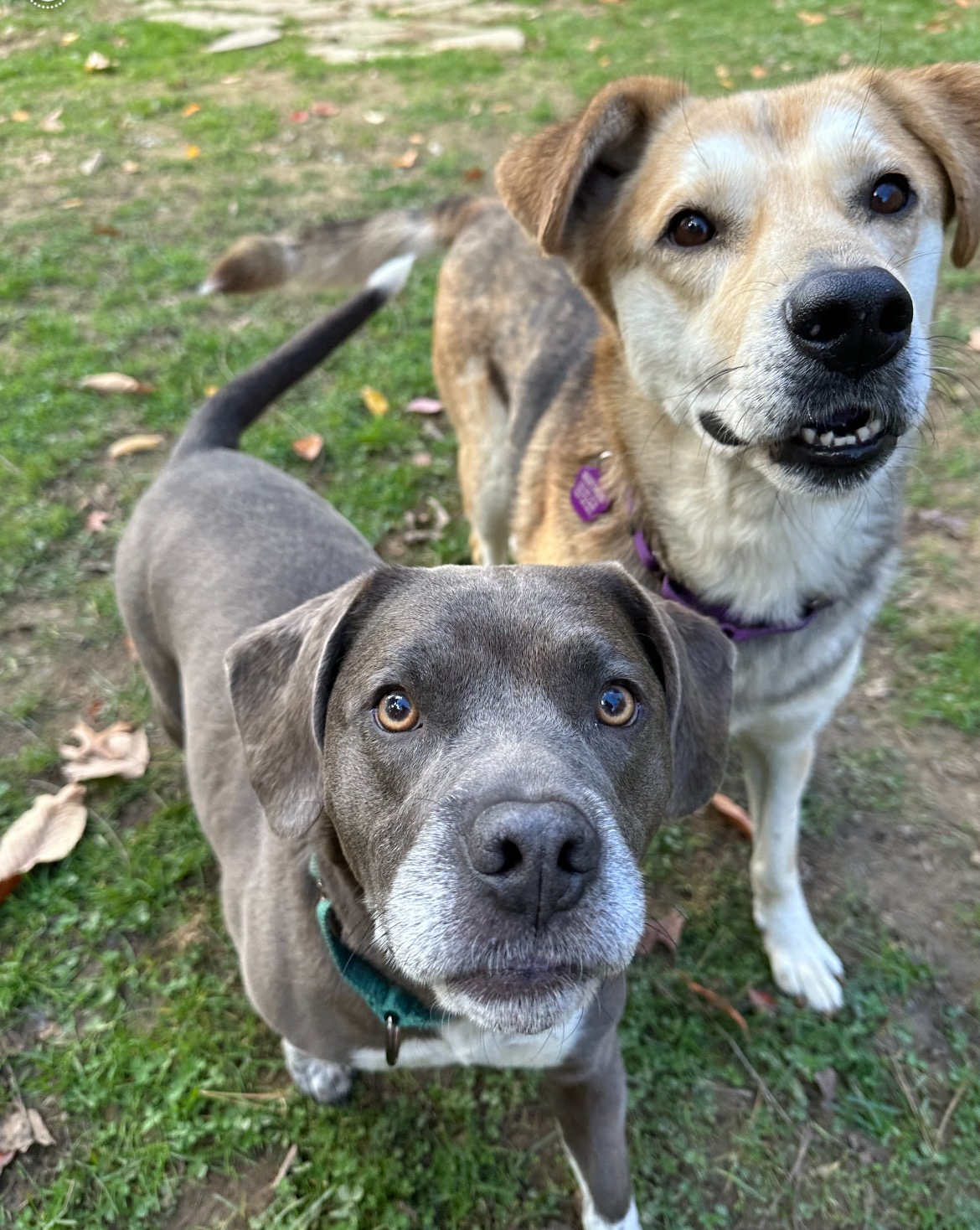 Bubba & Sandy, a Adoptable mixed breed in Wadsworth, OH image 3/5