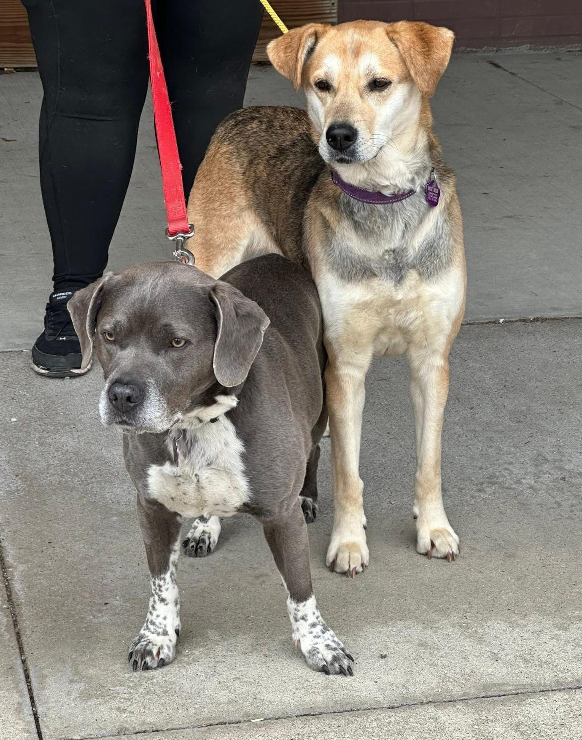 Bubba & Sandy, a Adoptable mixed breed in Wadsworth, OH image 1/5