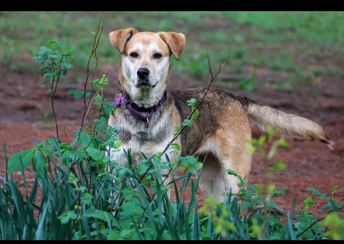 Bubba & Sandy, a Adoptable mixed breed in Wadsworth, OH image 5/5