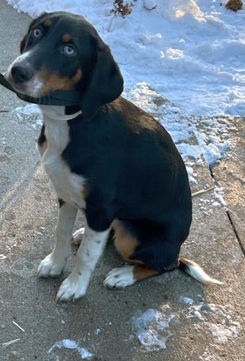 MOLLY (ohiosdrescue@gmail.com), ADOPTABLE, Young Female Australian Shepherd & Hound.