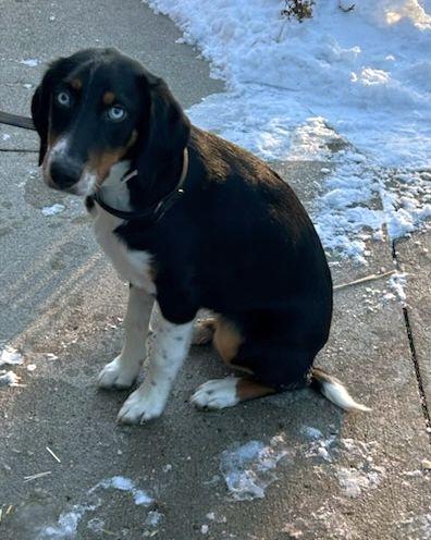 Enlarge MOLLY (ohiosdrescue@gmail.com), a ADOPTABLE mixed breed in Rossford, OH image 3/3