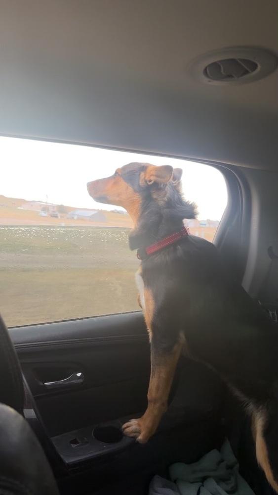 Jackie, Adoptable, Puppy Female Cattle Dog.